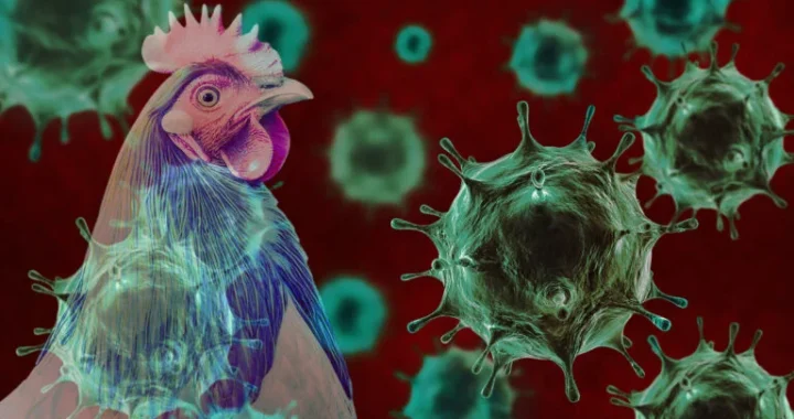 You are currently viewing H5N1 has mutated again